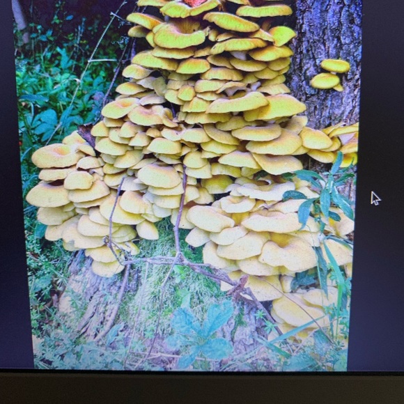 Meet your Posher, Catdog - Picture 14 of 16